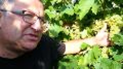 Vignoble du cognac : les vendanges débutent