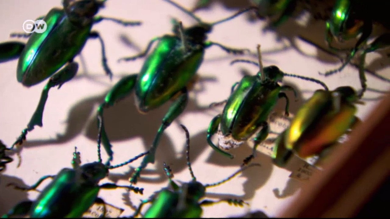 Die Schönheit der Riesen-Insekten: Fotografien von Levon Biss | Euromaxx