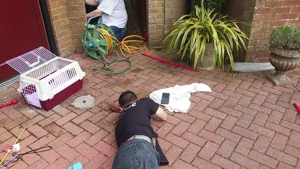 Sauvetage d'un bébé renard coincé dans une canalisation alors que maman attend un peu plus loin