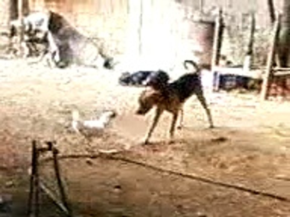 Perro Vs. Gallo Parte 1/2