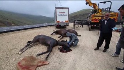 Malatya'da Yarış Atlarını Taşıyan Kamyonet Devrildi