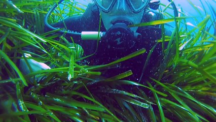 Plongée autour de la presqu'île de Giens - Mai 2016