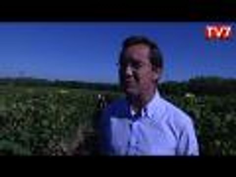 Vins de Bordeaux : comment se présentent les vendanges 2014 ?