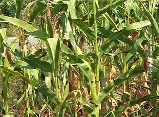 Subvencije za poljoprivrednike, 28. maj 2016. (RTV Bor)