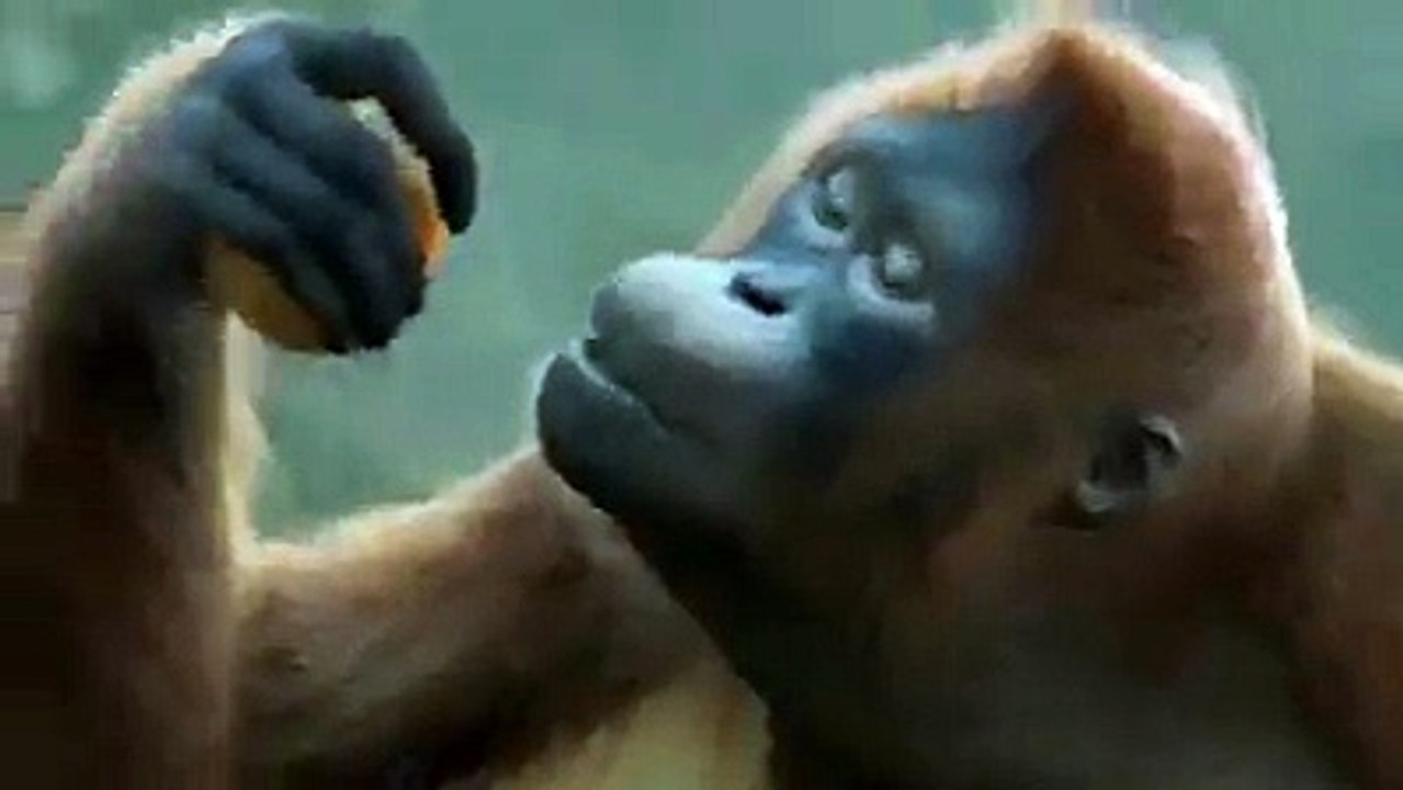 Ali love monkey