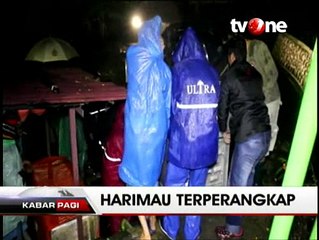 Seekor Harimau Sumatra Terjerat Perangkap Babi