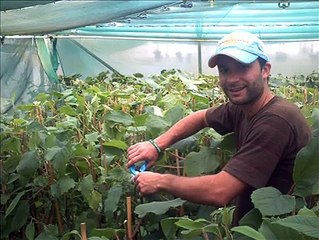 Reportage ile du nord Nouvelle-Zélande