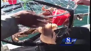 Crab pot guidelines aim to decrease whale entanglements