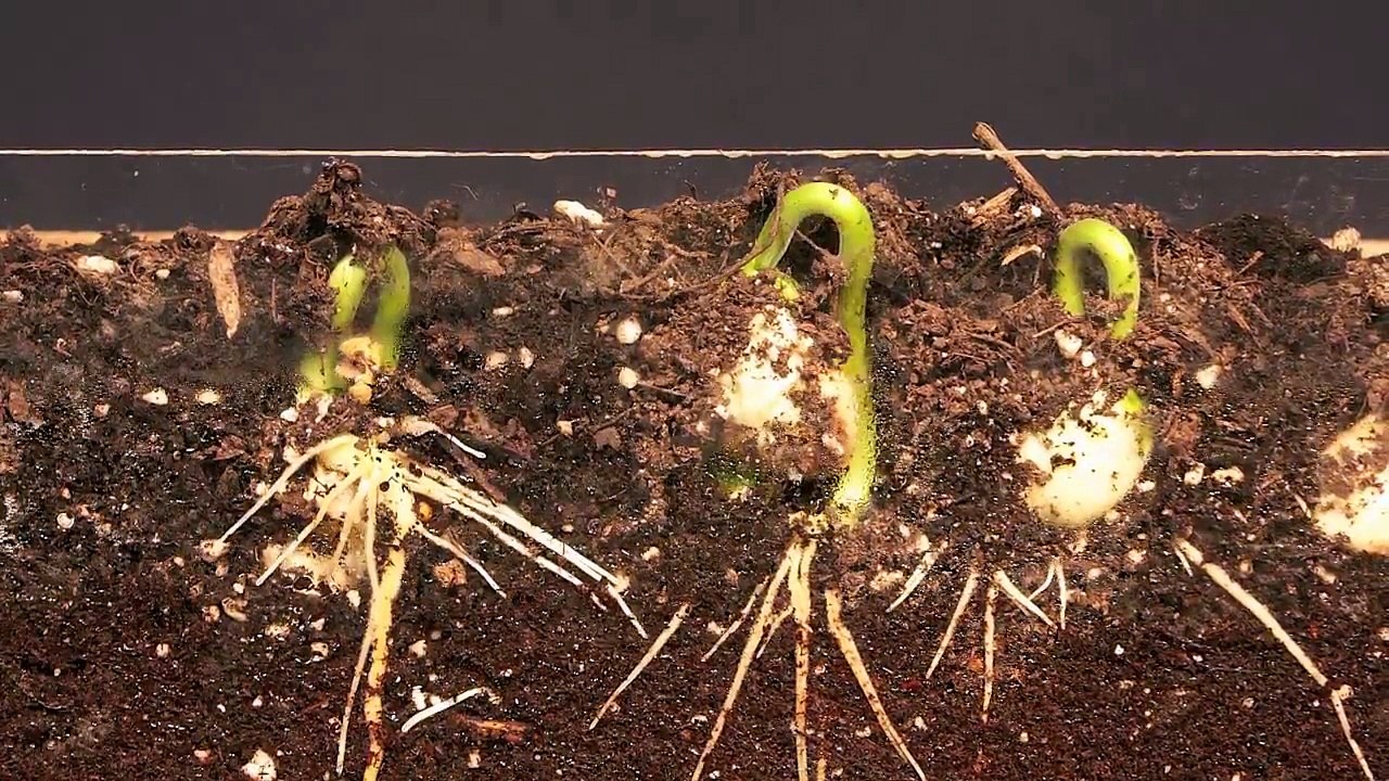 Lima Bean Time Lapse Video | Plant Seed Time Lapse videos