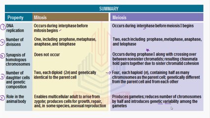 Meiosis and its Importance
