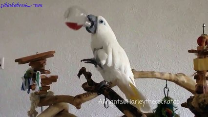 Kendi İşini Kendi Halleden Papağan