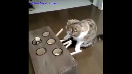 Bence Daha Hızlı Olmalısın Kedicik. En Azından Oyunu Çözene Kadar