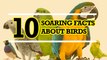 10 Soaring Facts about Birds