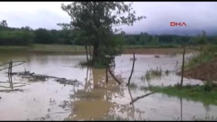 Samsun - Çarşamba'da Tarım Alanları Yağmur Suyuyla Doldu