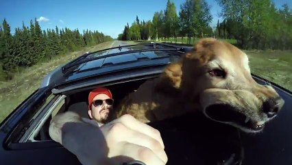 Собаки на аляске