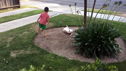 Cat Roles and Jumps unexpectedly...