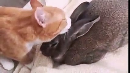 Котокроличья любовь. Смешные приколы кошки кролики