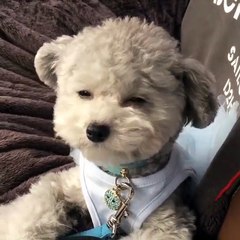 Выпросит что угодно. Смешные приколы собаки