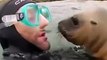 Attaque de phoques sur des plongeurs.... L-attaque le plus adorable qui soit