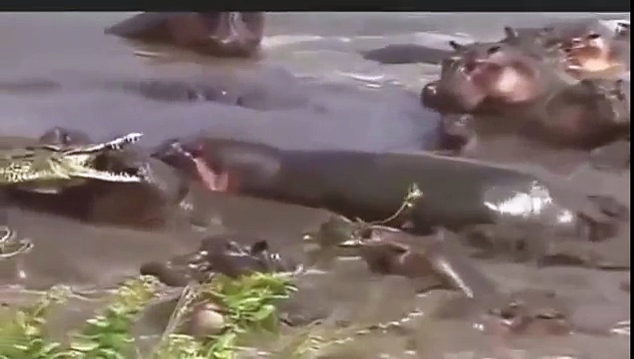 Attaques d'animaux Compilation
