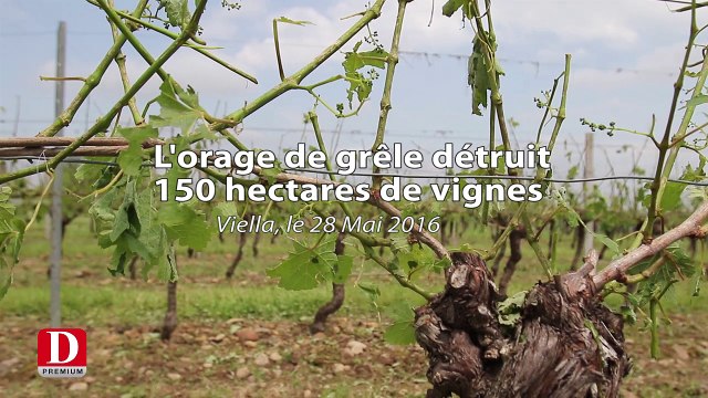 Orage de grêle détruit 150 hectares de vignes en Pacherenc et Madiran