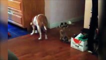 Ce chaton a trouvé le moyen de s occuper pendant le repas    La queue du chien, un bon jouet