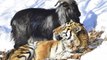 Tiger & Goat (Amur and Timur)!