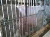 Saisie de 160 chiens maltraités, à Juillaguet, en Charente