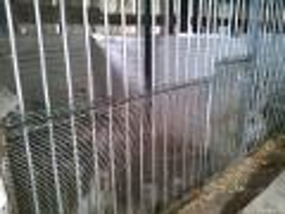 Saisie de 160 chiens maltraités, à Juillaguet, en Charente