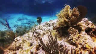 Molasses Reef Key Largo