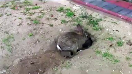 Кроличья нора. Смешные приколы кролики