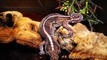 © 4К  Геккон толстохвостый африканский Hemitheconyx caudicinctus ⁄⁄ African Fat tailed Gecko
