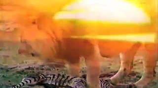Lions Attack Hyena Animal Attack New 2016