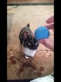 Video of adoptable pet named Sushi