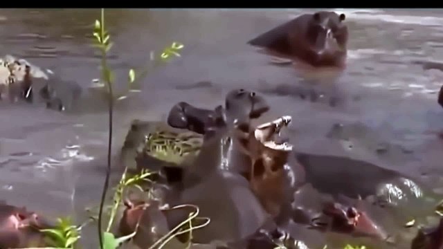 Most Amazing Wild Animal Attacks CRAZIEST Animal Fights lion,,anaconda, deer, Crocodile