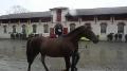 Présentation des étalons au Haras de Gelos