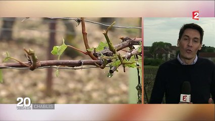 Grêle : le vignoble chablisien partiellement détruit