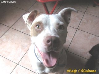 Lady Madonna Pitbull Red Nose