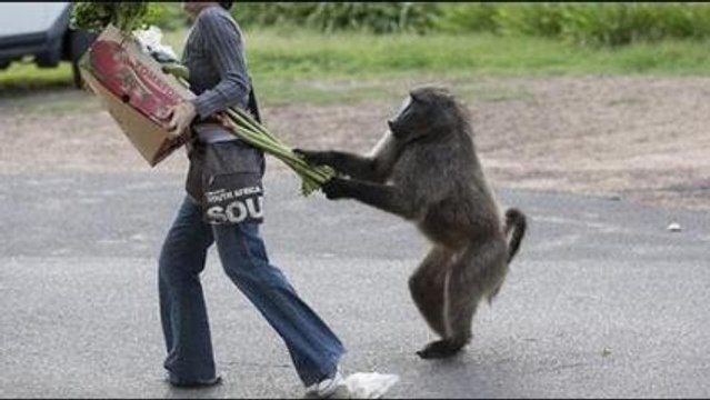 Super!! Funny road accidents, Funny People, Funny Clips, Funny Videos, Epic Funny Videos HD