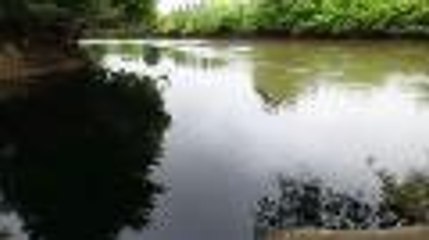 Sauvetage de carpes après une pollution au lac de l'Estey