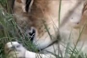 Documentary Filmmaking Amazing Wild Animal - Lions of Africa ion Gangland