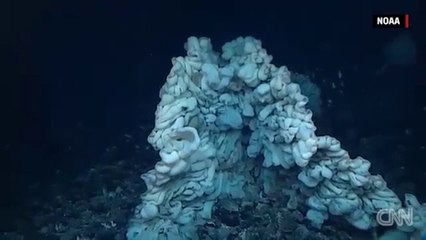 'Minivan-sized' sea creature discovered