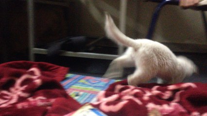 Little cute cat playing