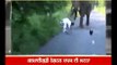 Elephant attacked bikers, narrow escape