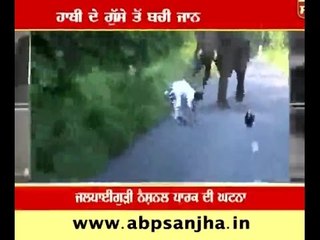Elephant attacked bikers, narrow escape