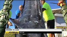 Concours de pêche : le jackpot pour un espadon de 181 kgs