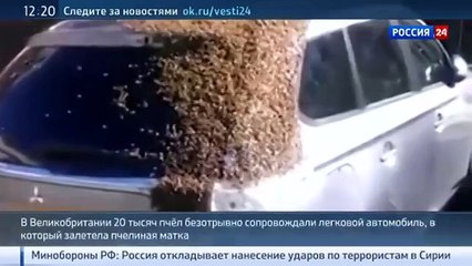 Двадцать тысяч пчел превратили жизнь автомобилиста в двухдневный кошмар
