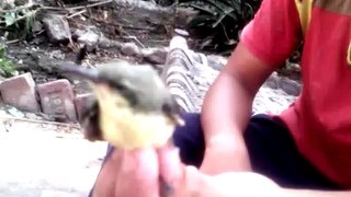 baby humming bird VID_20160521_081810