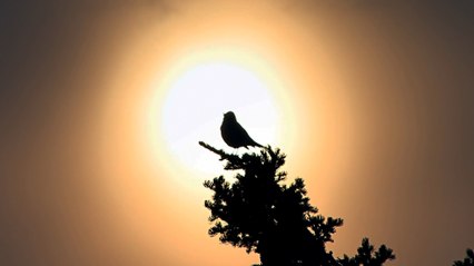 Tico-Tico no Fubá - Western Circus-Comedy