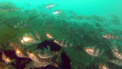 Plongée sur le Pen Hir